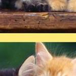 SpotDiffers